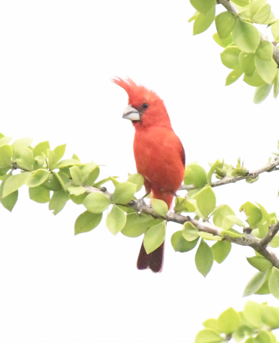 Vermilion Cardinal - ML638048205