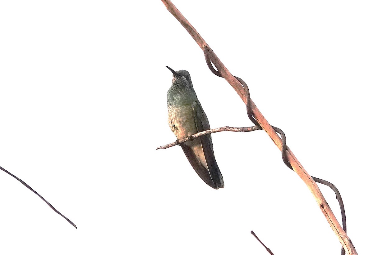 White-vented Violetear - ML638048224