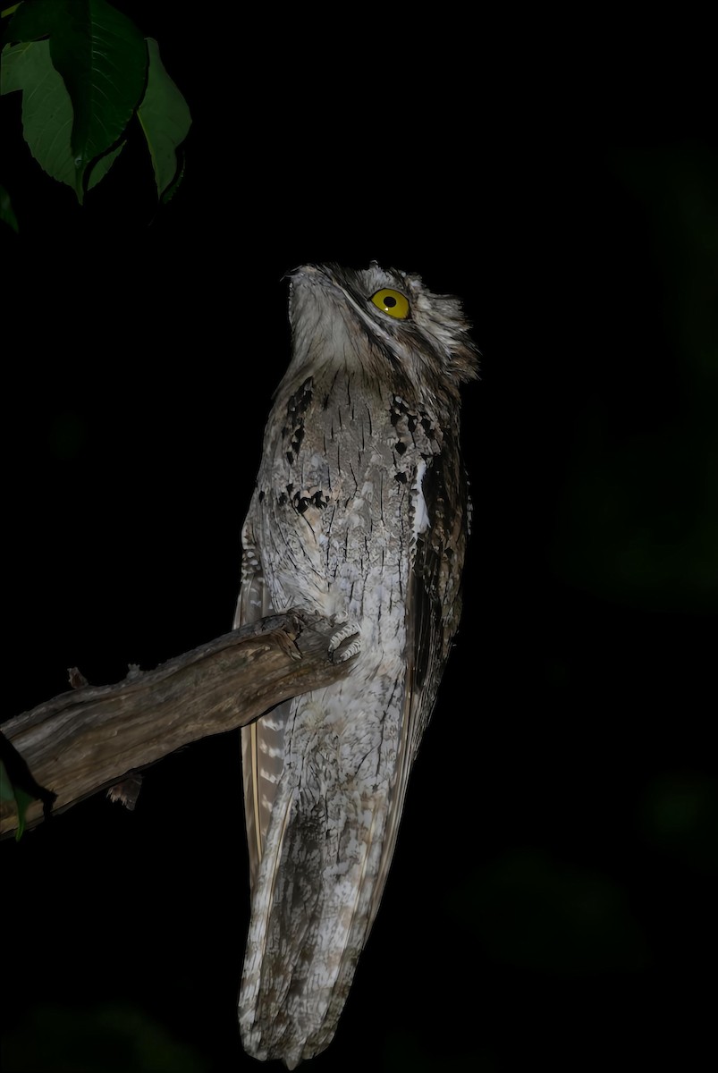 Northern Potoo - ML638048278