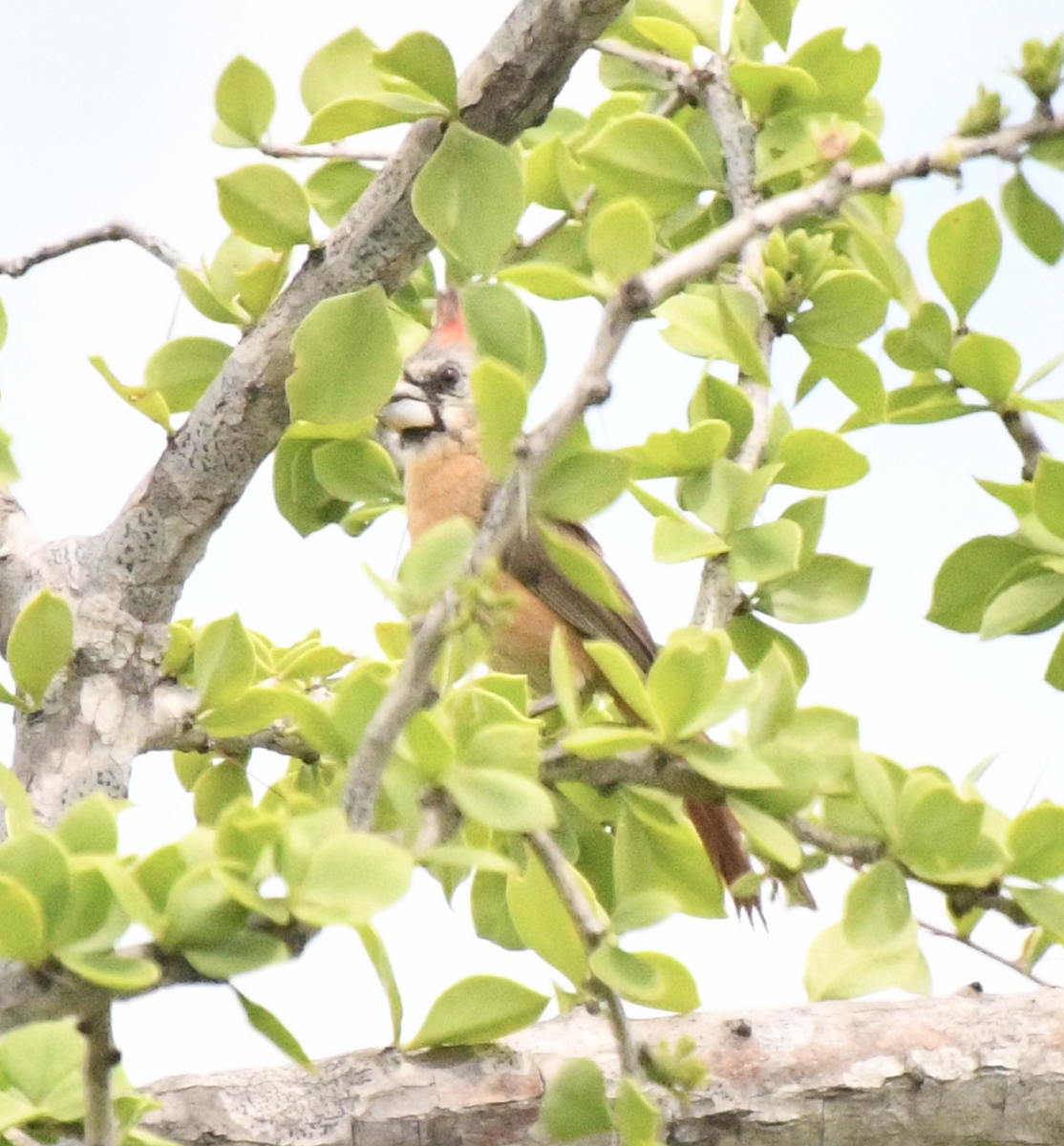 Vermilion Cardinal - ML638048287