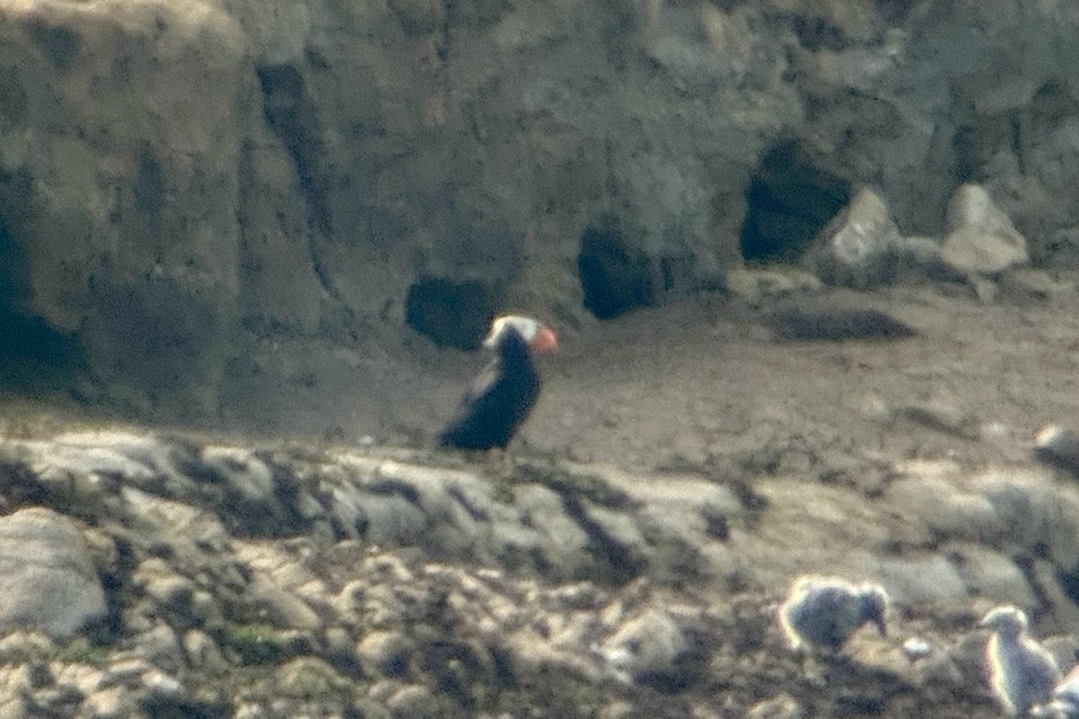 Tufted Puffin - ML638048291