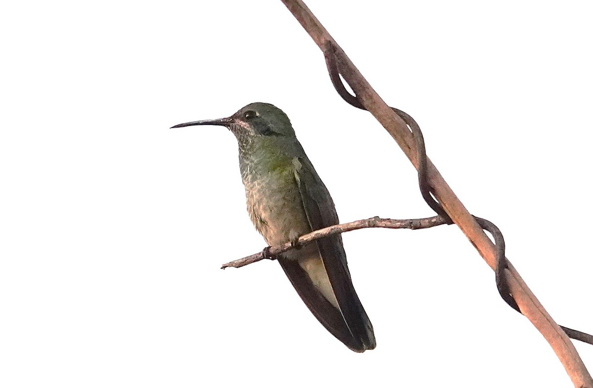 White-vented Violetear - ML638048315