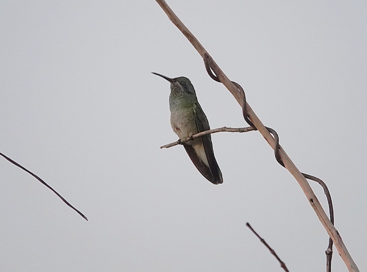 White-vented Violetear - ML638048319