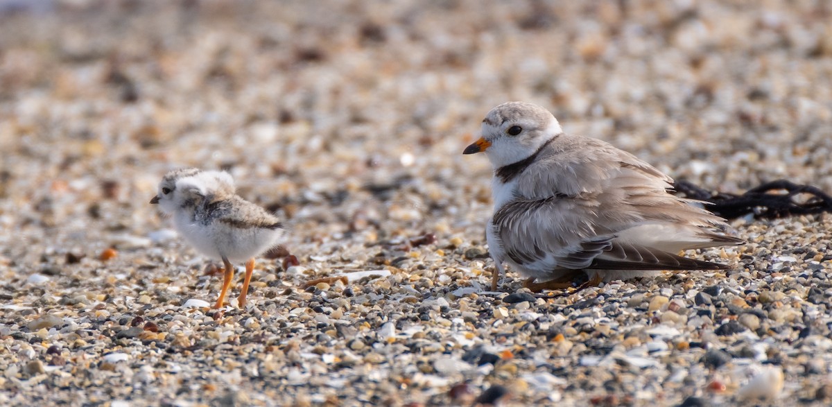 Piping Plover - ML638048333