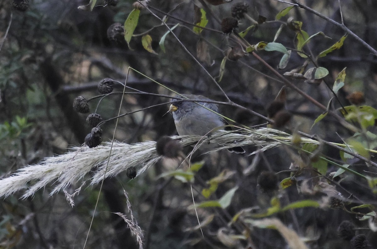 Band-tailed Seedeater - ML638048339