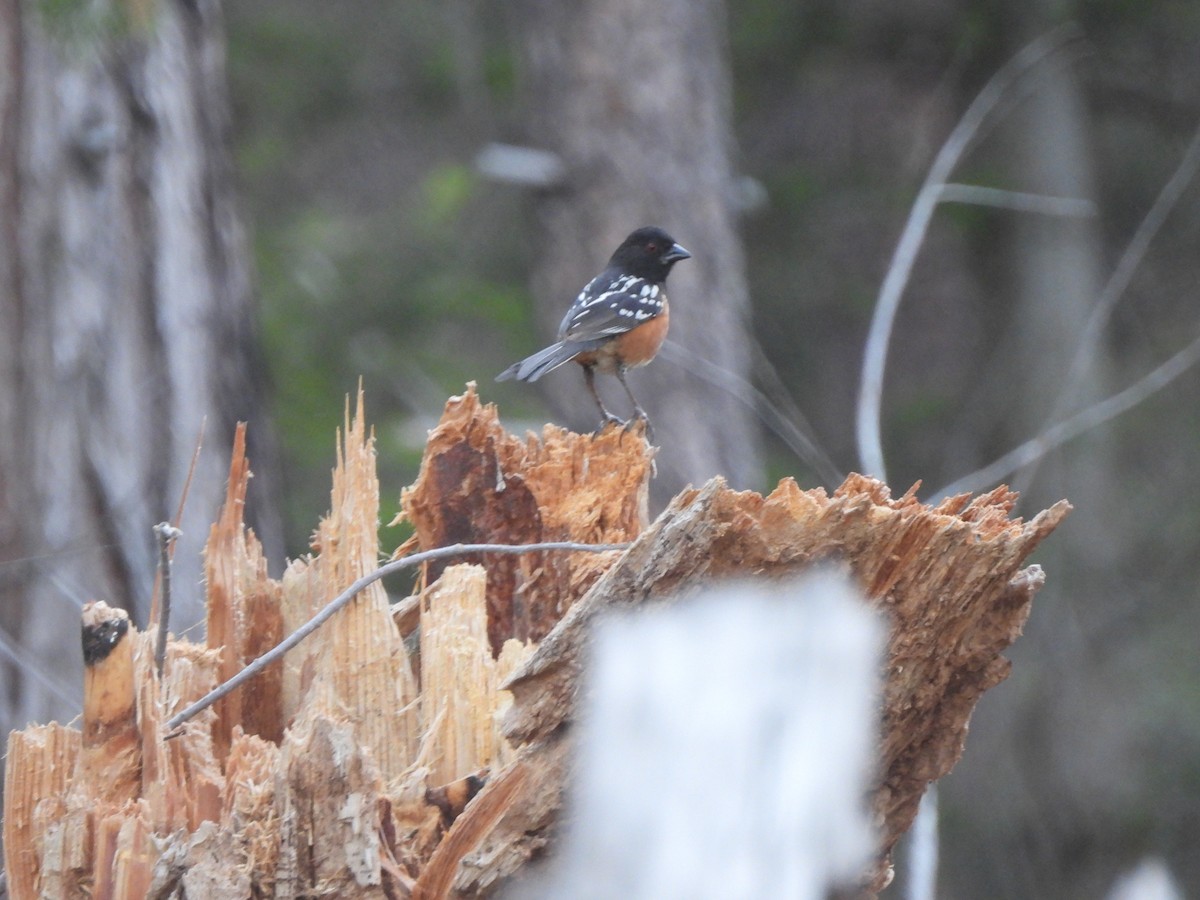 Spotted Towhee - ML638048348