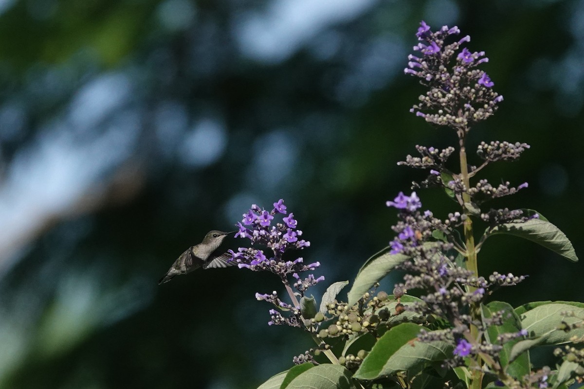 Colibrí Zumbadorcito - ML638048354