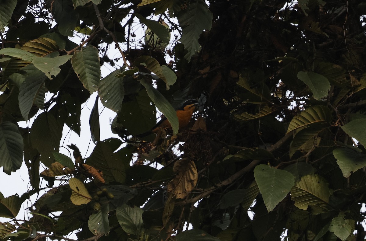Fawn-breasted Tanager - ML638048397