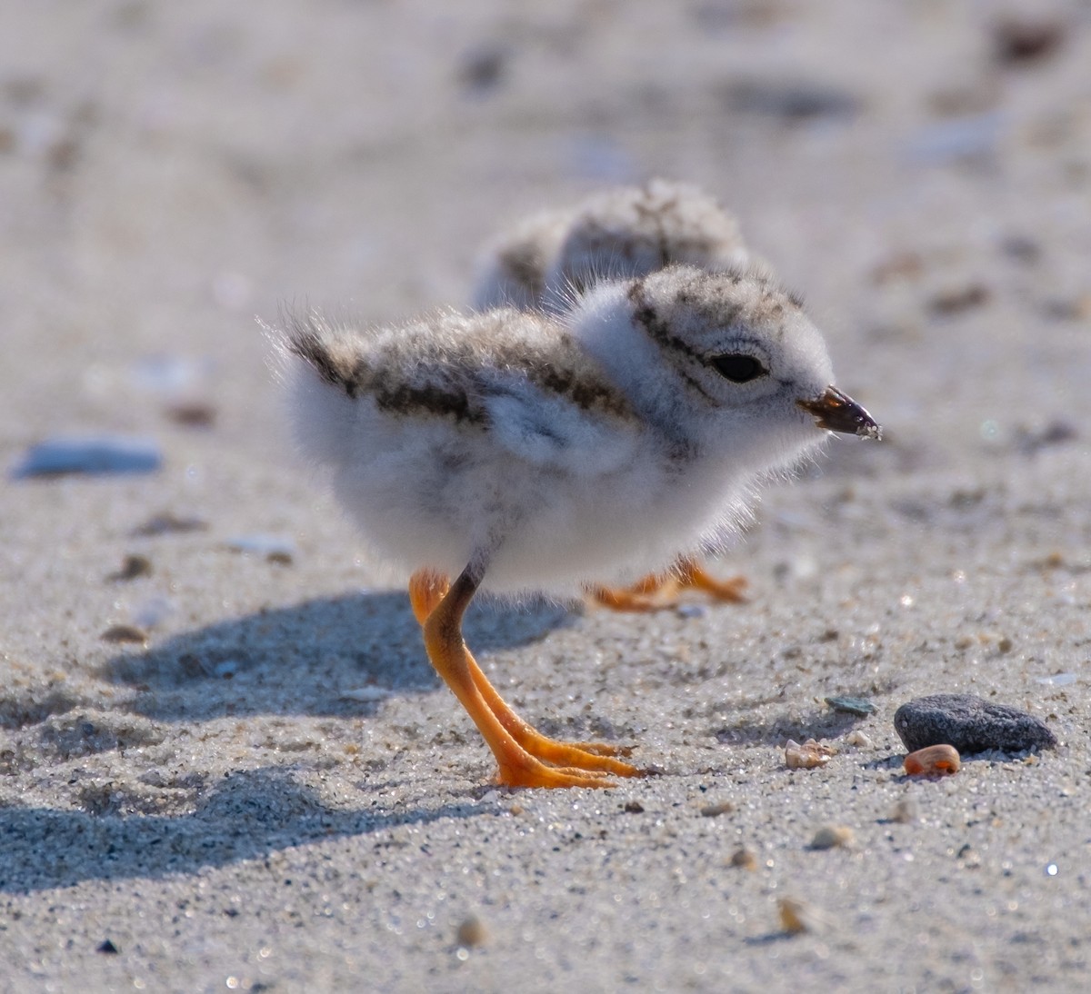 Piping Plover - ML638048401