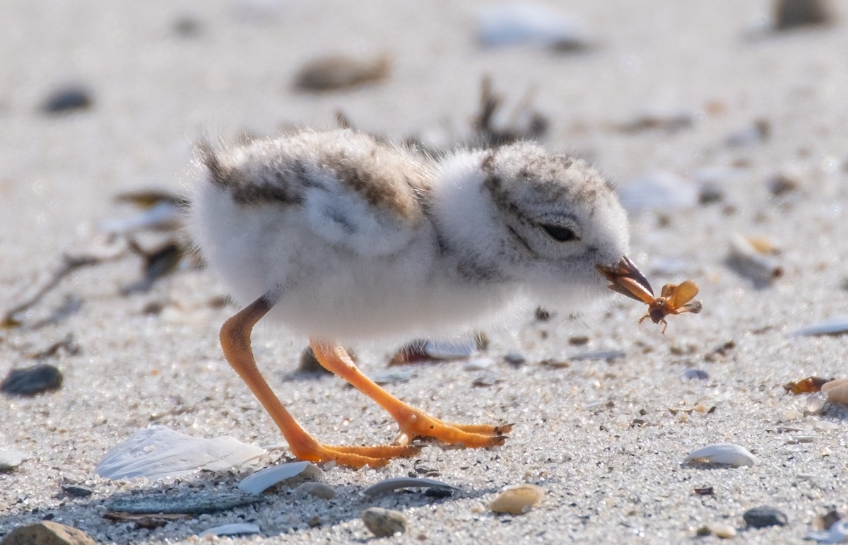 Piping Plover - ML638048402