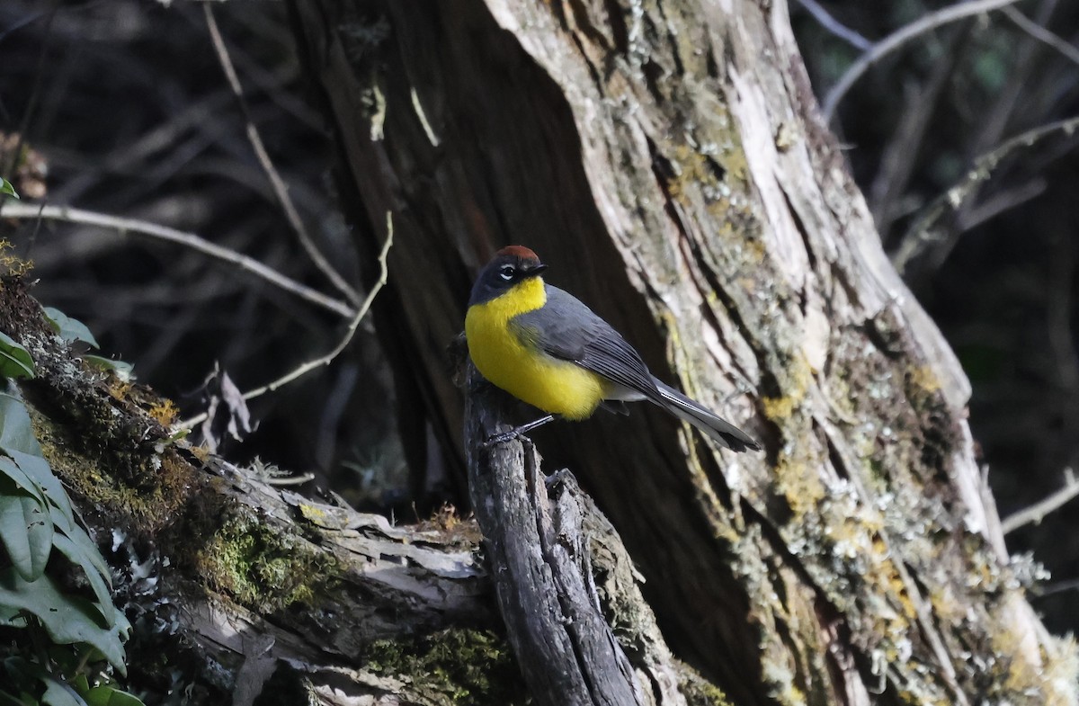 Brown-capped Redstart - ML638048424