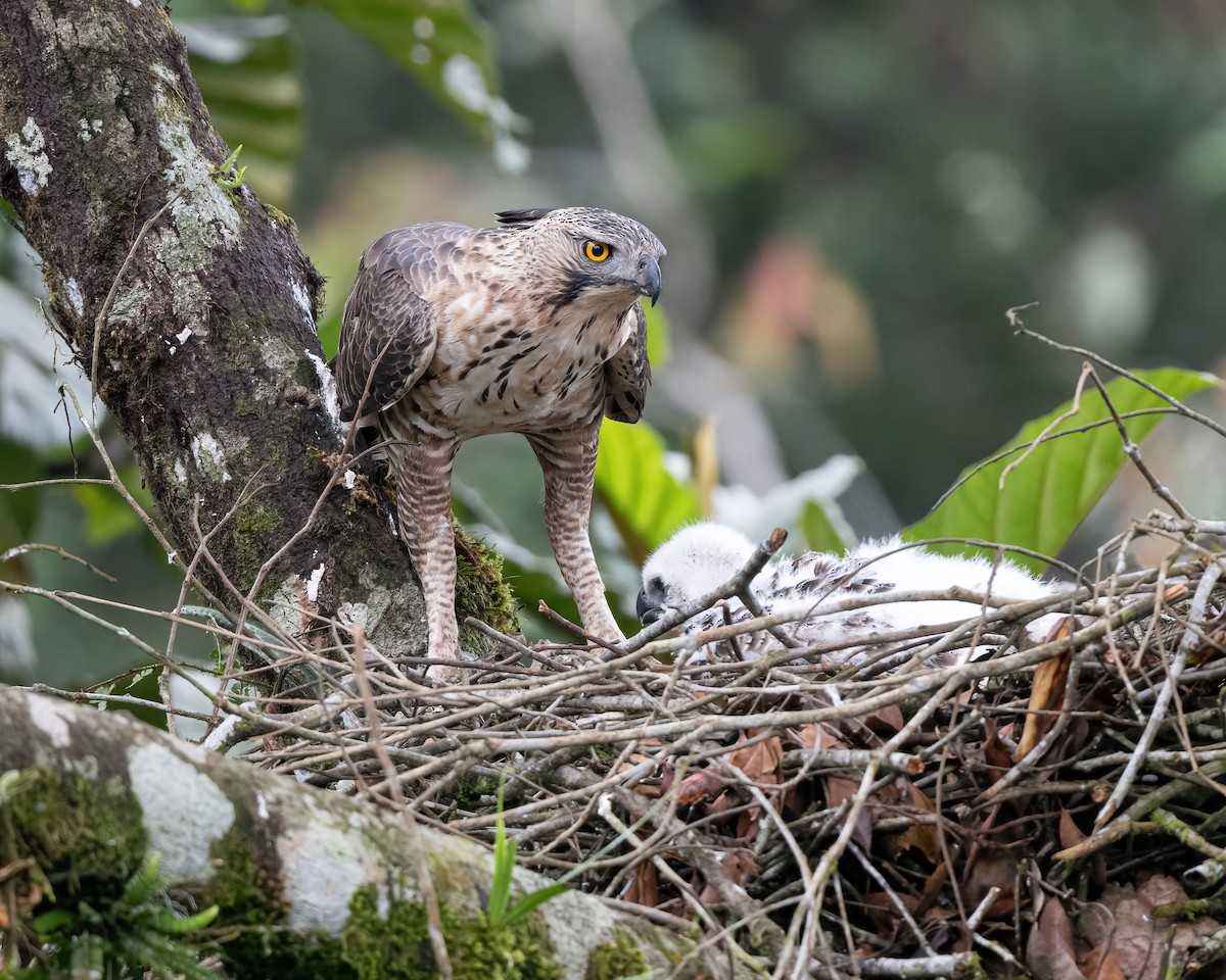 Cava Atmaca Kartalı - ML638048437