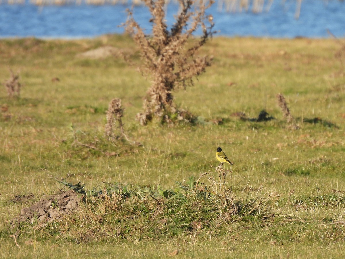 Hooded Siskin - ML638048449