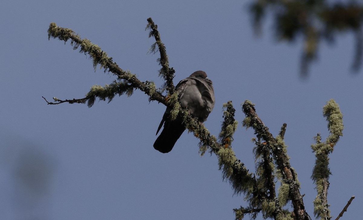 Spot-winged Pigeon - ML638048459