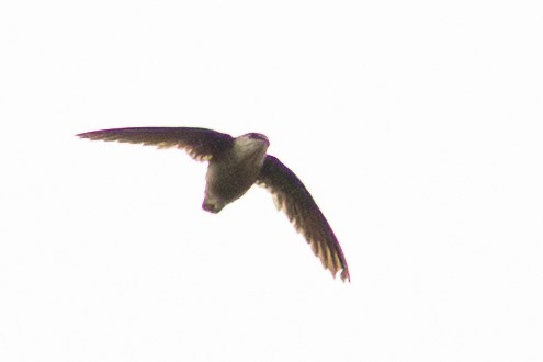 Vaux's Swift - ML638048462
