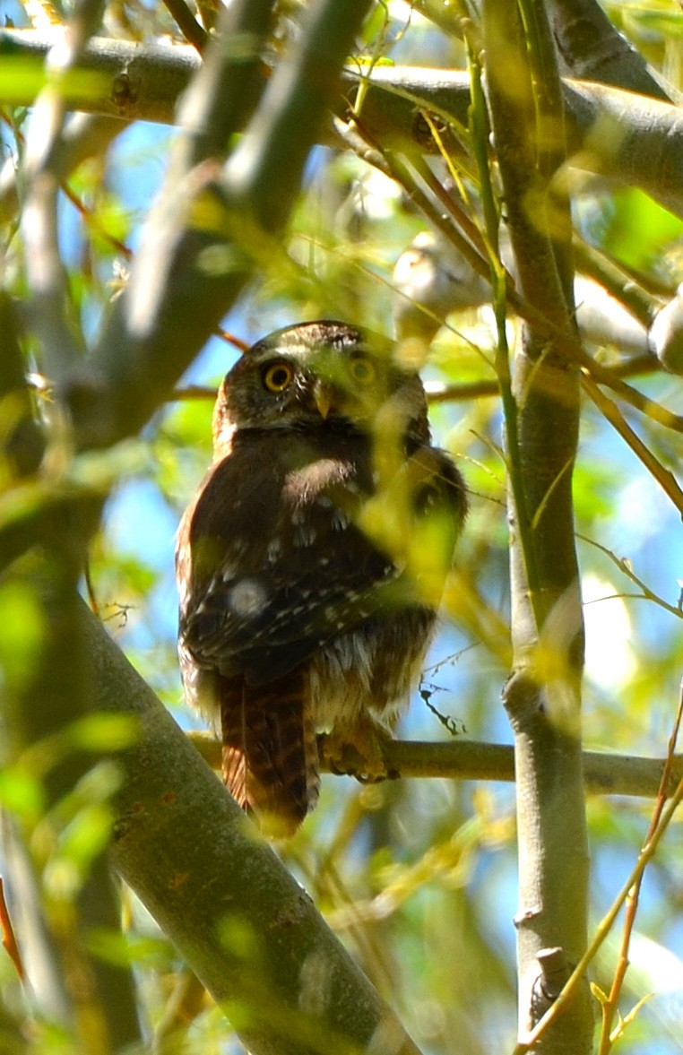 Austral Pygmy-Owl - ML638048507