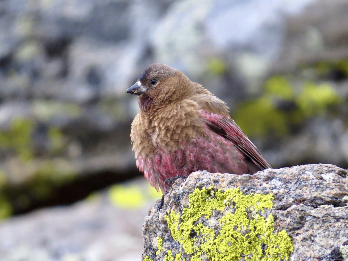 Brown-capped Rosy-Finch - ML638048521