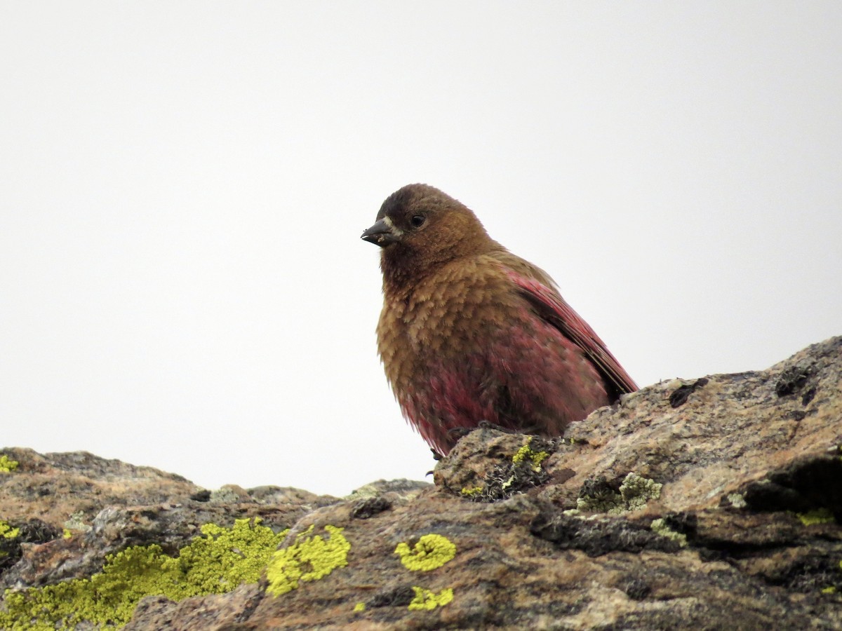 Brown-capped Rosy-Finch - ML638048524