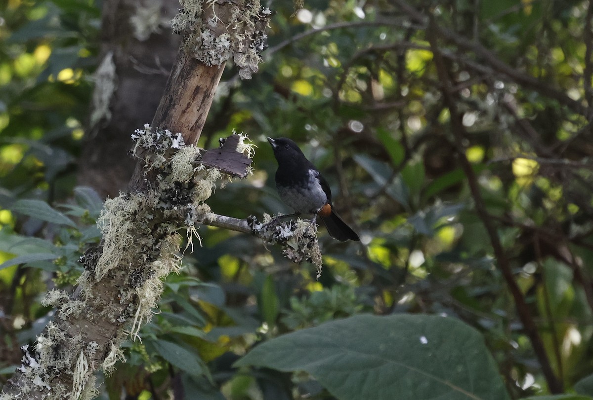 Gray-bellied Flowerpiercer - ML638048528