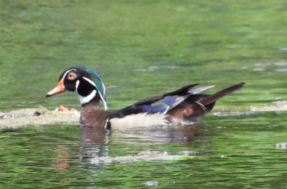 Wood Duck - ML638048540
