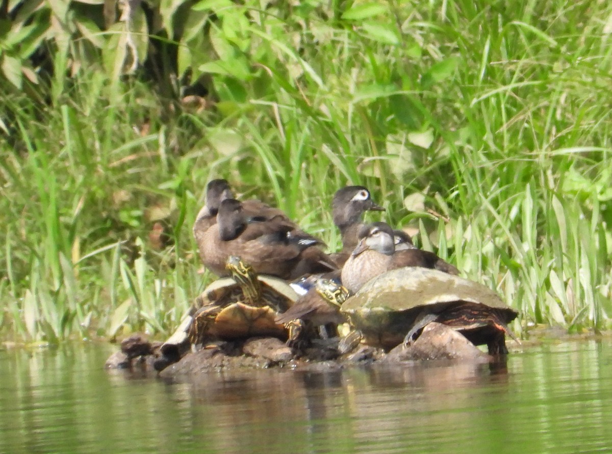 Wood Duck - ML638048541