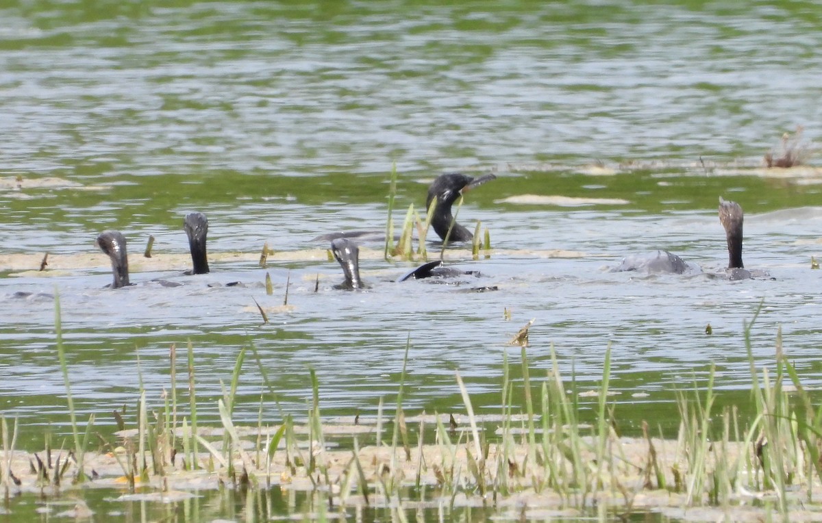 Neotropic Cormorant - ML638048555