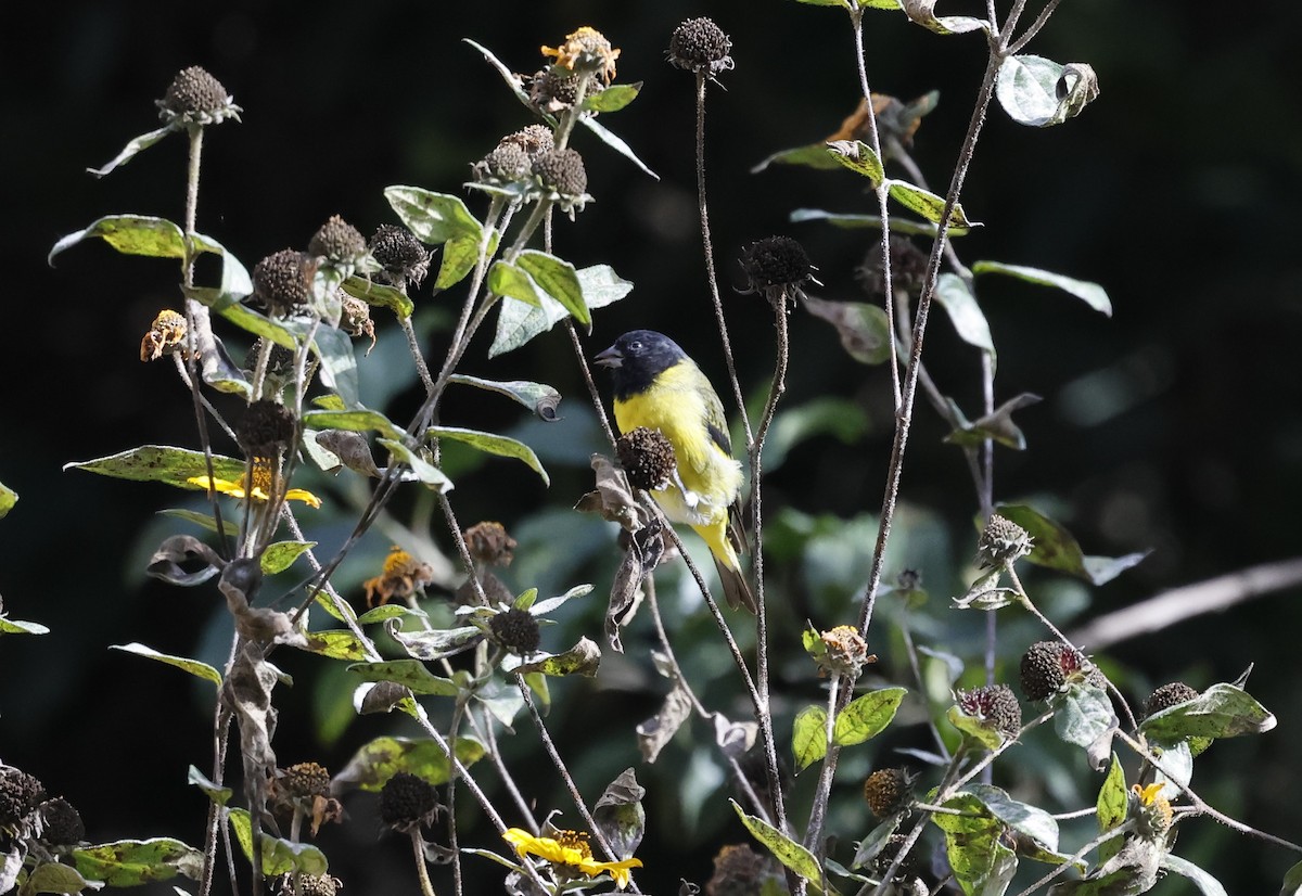 Hooded Siskin - ML638048557