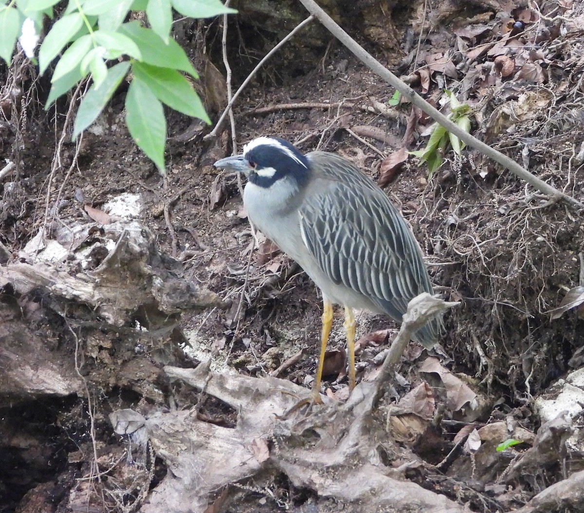 Yellow-crowned Night Heron - ML638048565