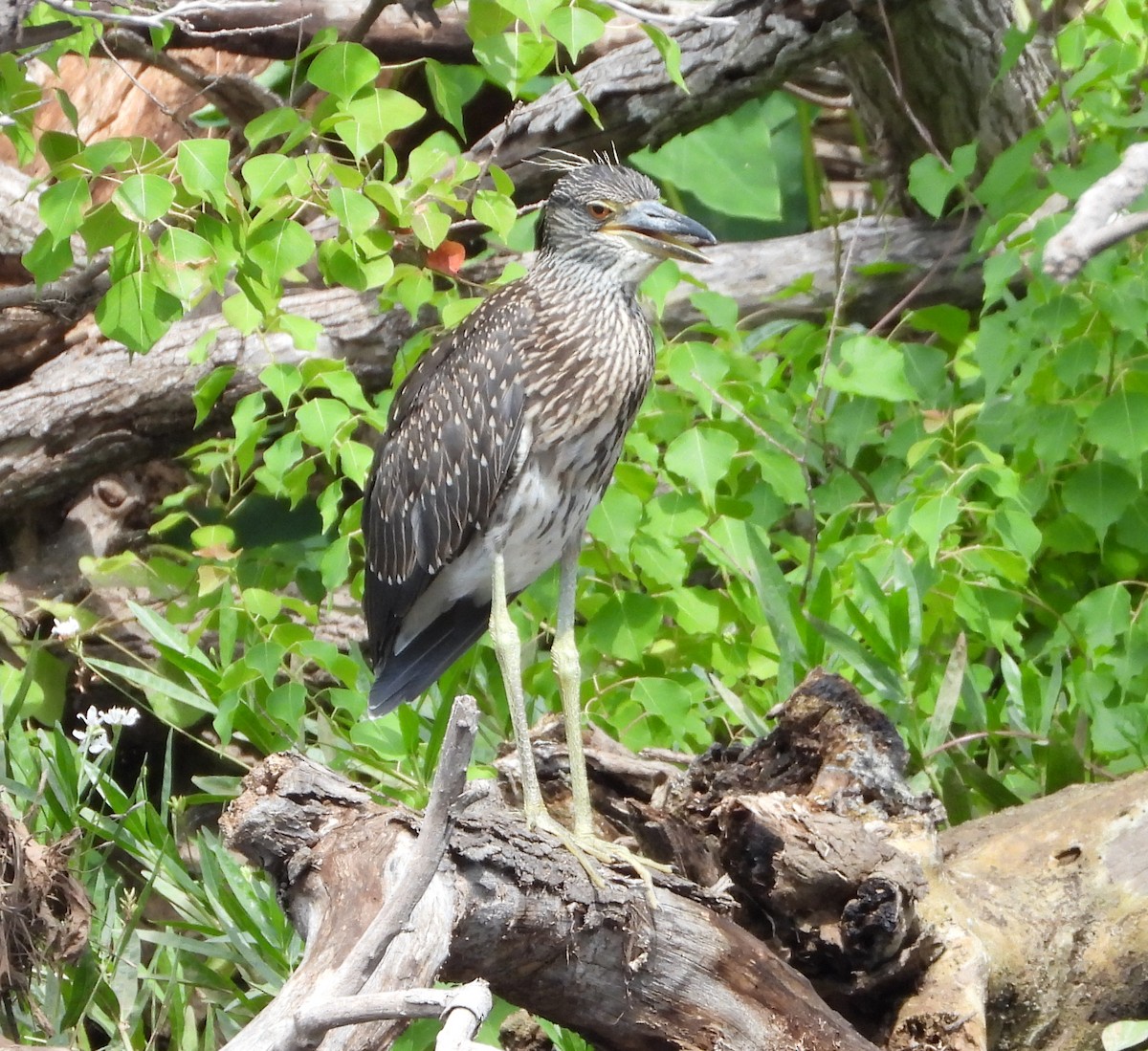 Yellow-crowned Night Heron - ML638048566