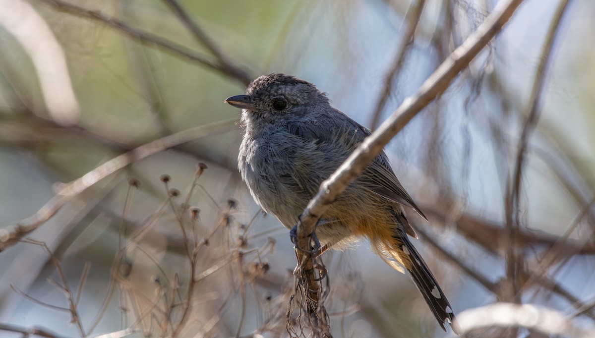 Variable Antshrike - ML638048570