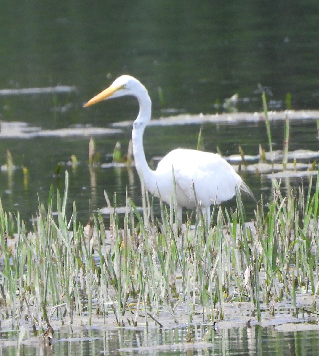 Great Egret - ML638048579