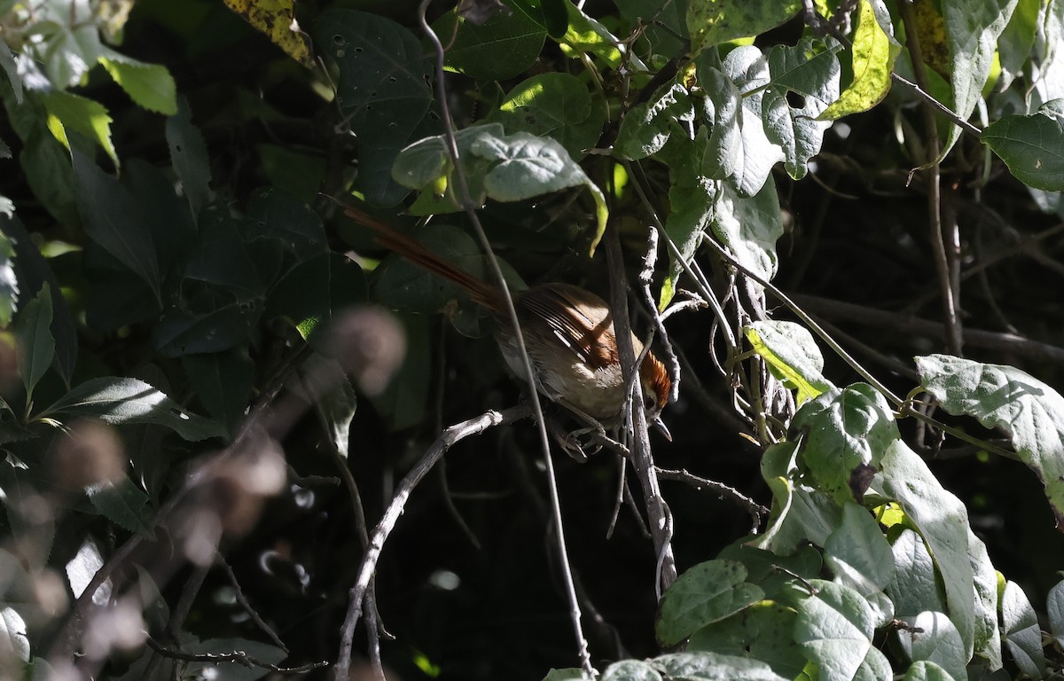 Azara's Spinetail - ML638048583