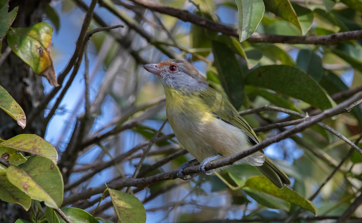 Rufous-browed Peppershrike - ML638048587