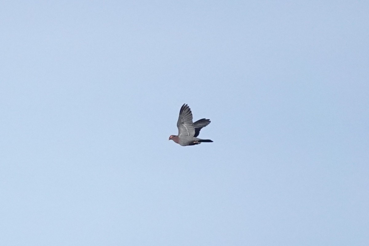 Scaly-naped Pigeon - ML638048590