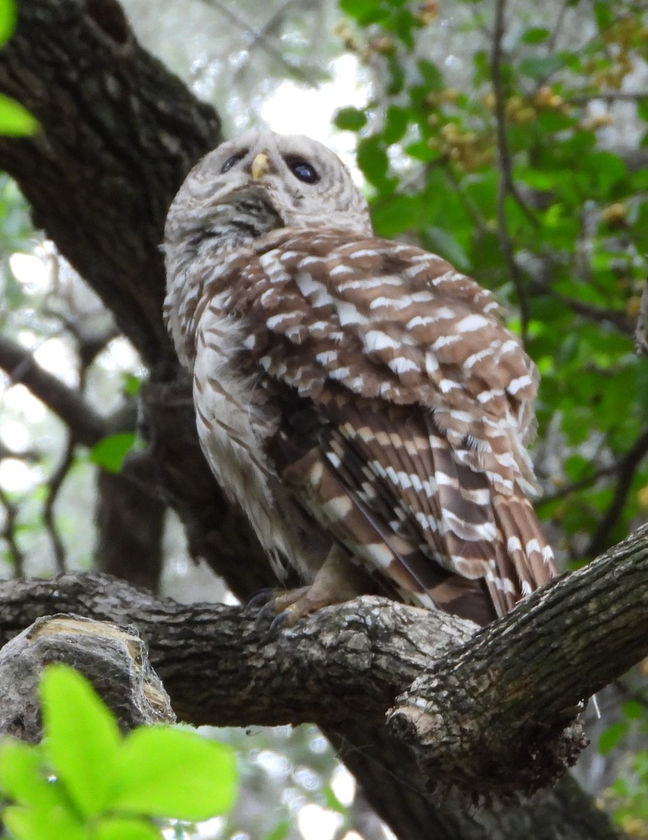 Barred Owl - ML638048591
