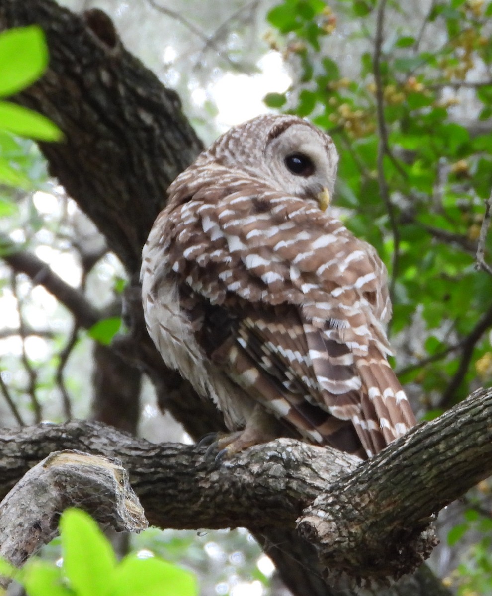Barred Owl - ML638048593
