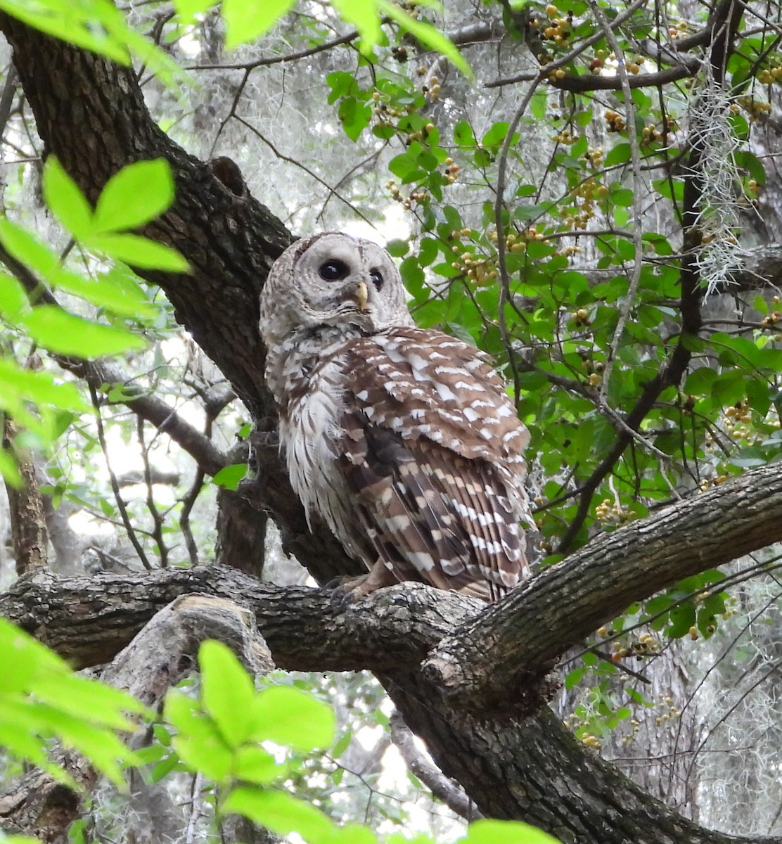 Barred Owl - ML638048594