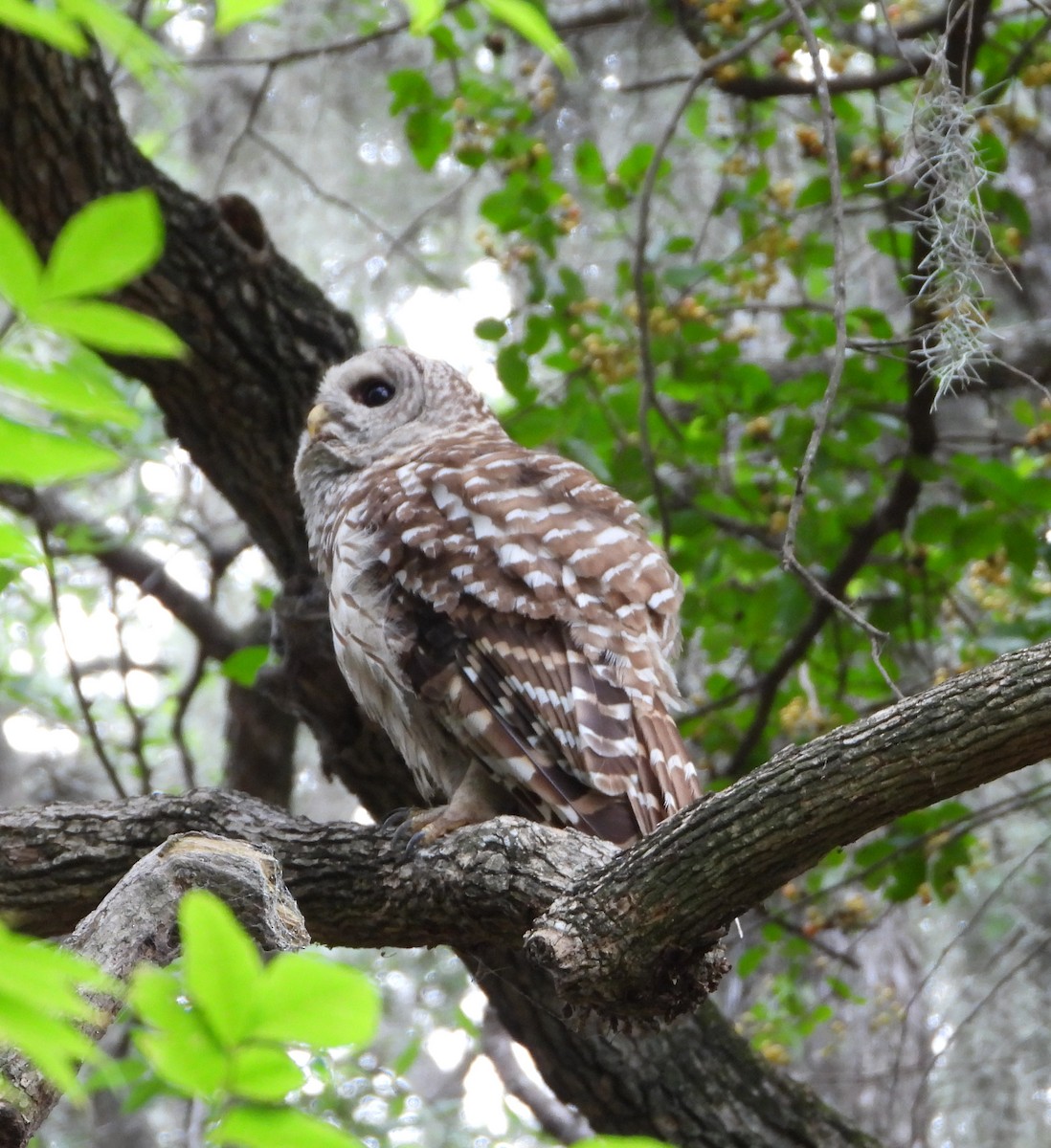 Barred Owl - ML638048595