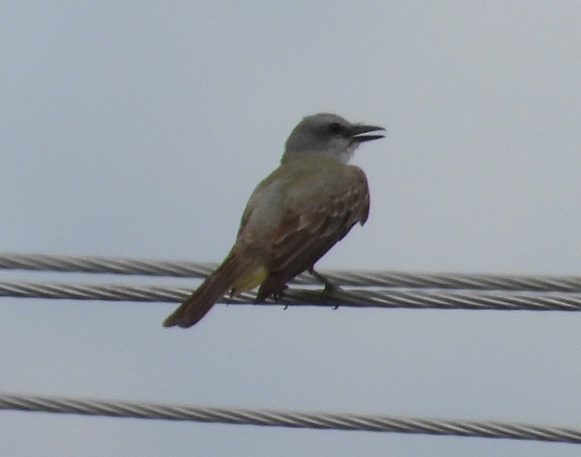 Couch's Kingbird - ML638048609