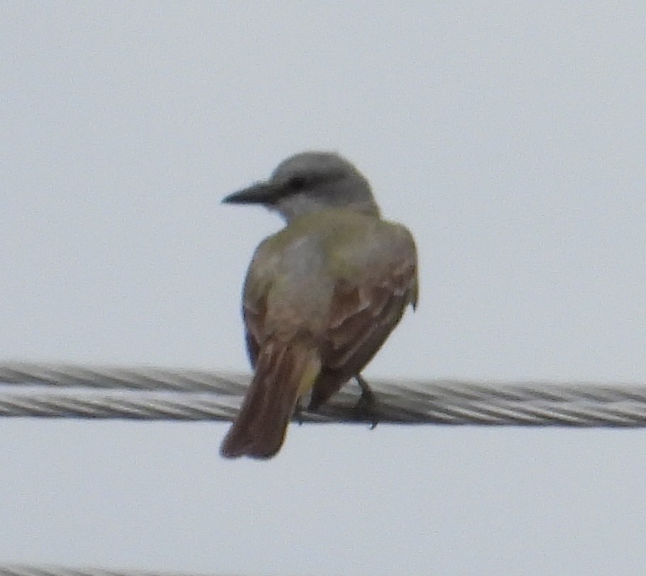 Couch's Kingbird - ML638048610