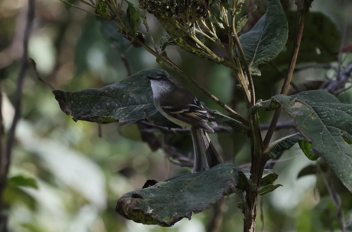 White-throated Tyrannulet - ML638048615