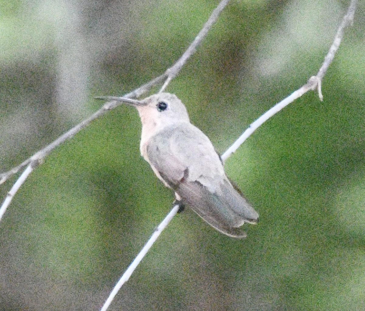 Buffy Hummingbird - ML638048619