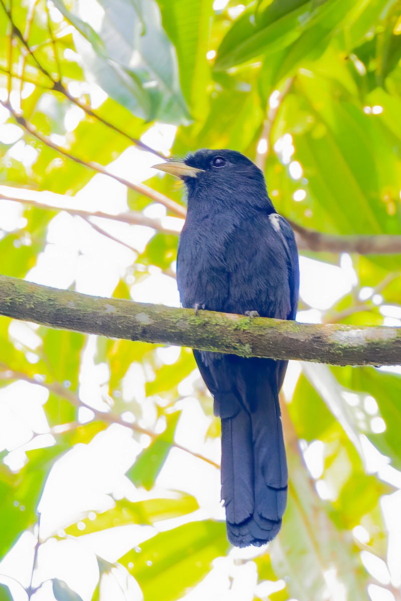 Yellow-billed Nunbird - ML638048643
