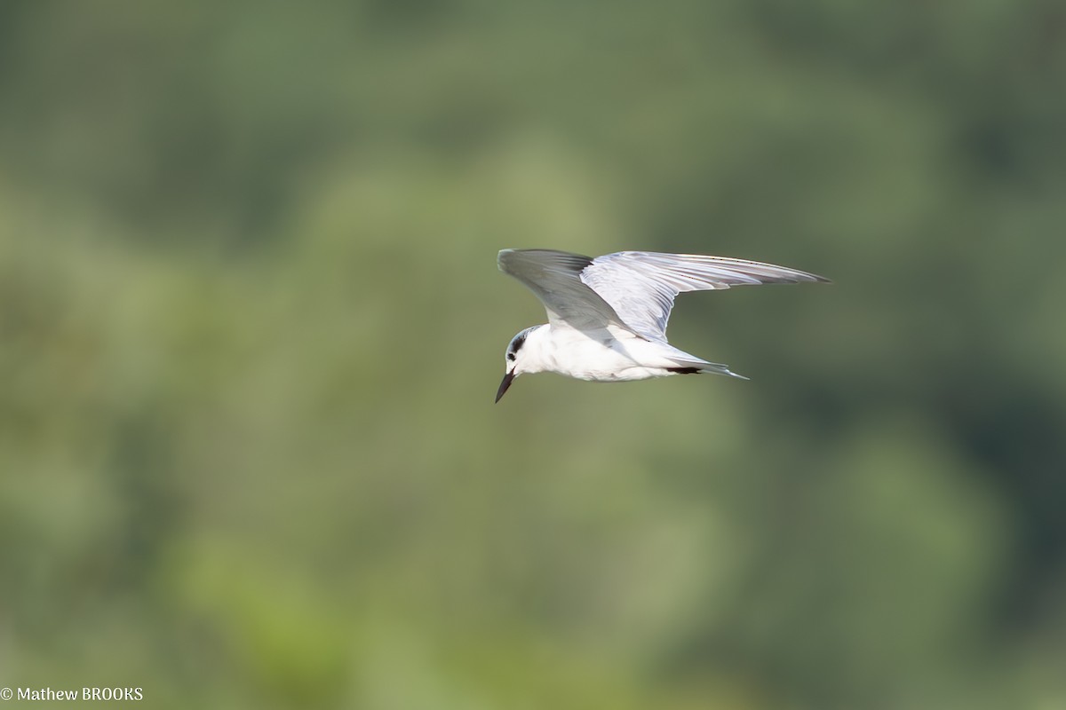 Whiskered Tern - ML638048674