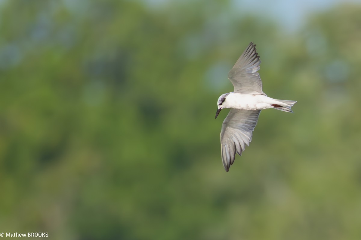 Whiskered Tern - ML638048675