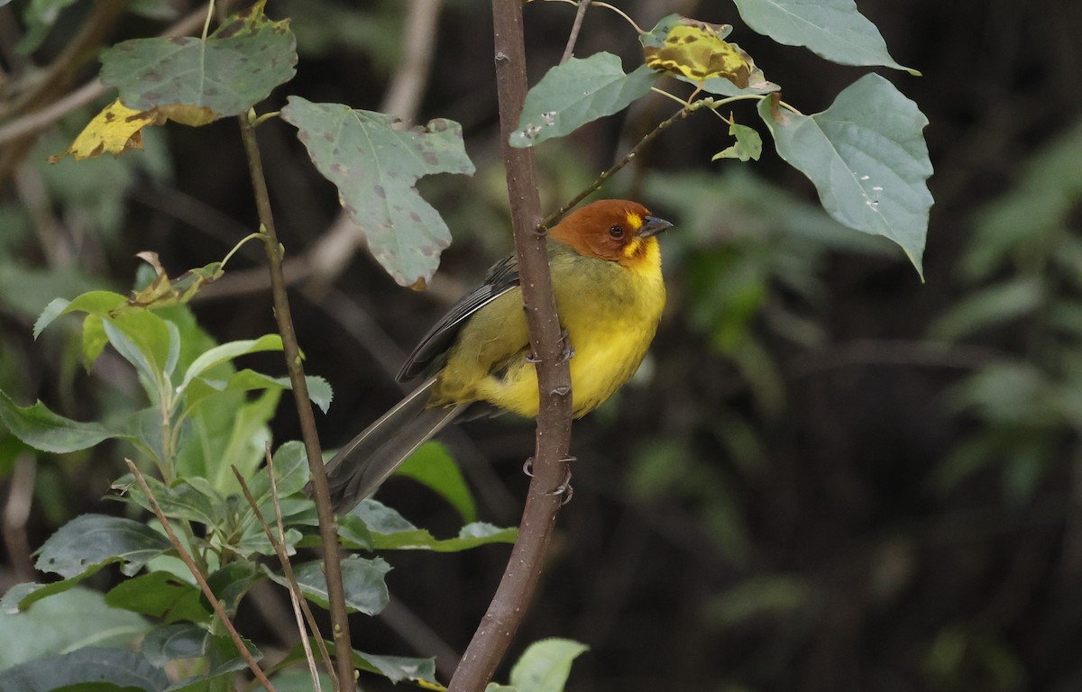 Fulvous-headed Brushfinch - ML638048681
