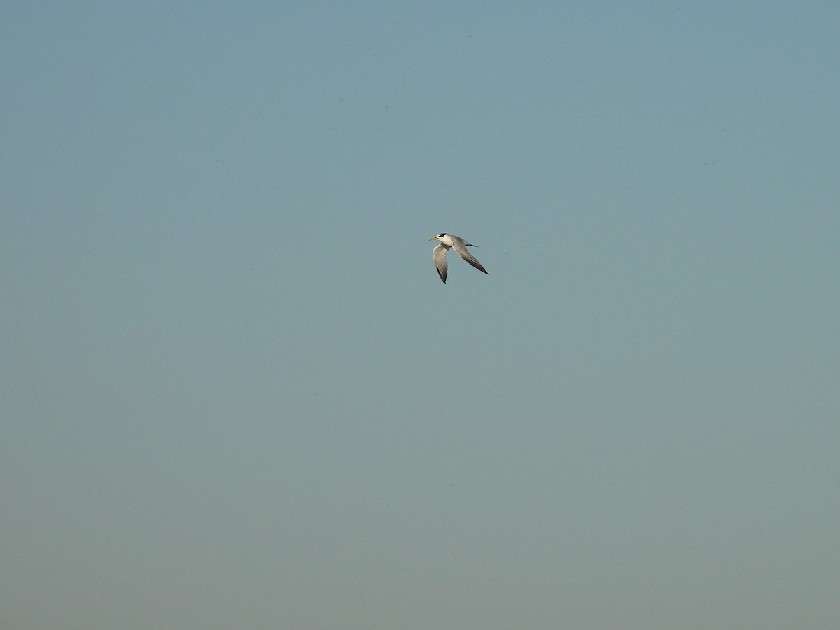 Yellow-billed Tern - ML638048684