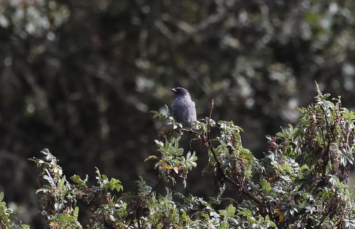 Red-crested Cotinga - ML638048712