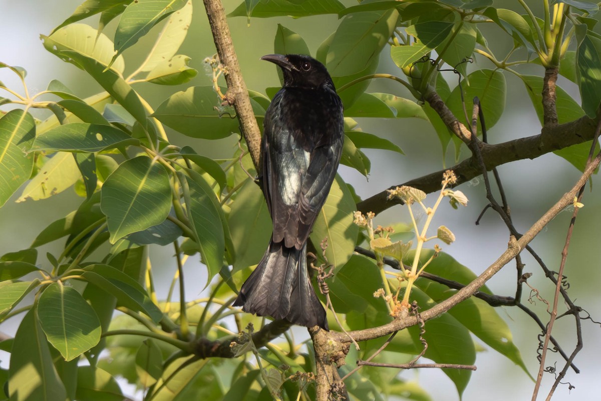Hair-crested Drongo - ML638048729