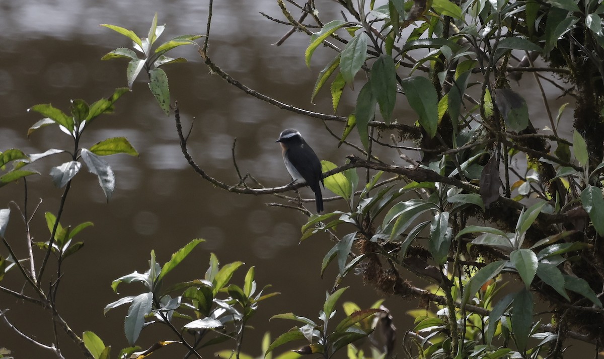 Rufous-breasted Chat-Tyrant - ML638048737